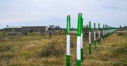 Blossom Dew Gardens V – KAMAKIS (EXCLUSIVE)