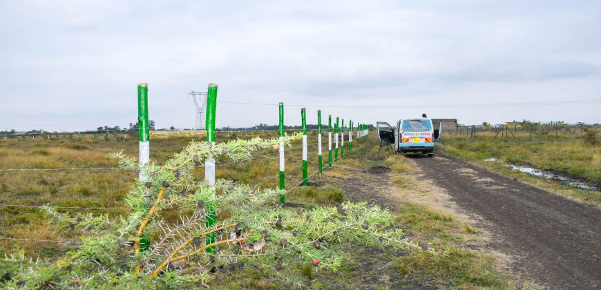 Blossom Dew Gardens V – KAMAKIS (EXCLUSIVE)