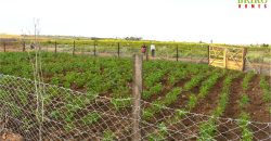 Scilla Gardens Phase 5 – Nyahururu Gwa Kungu (EXCLUSIVE)