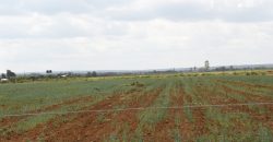Plains View Rumuruti