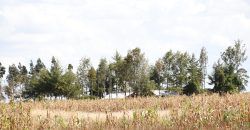 Scilla Garden – Nyahururu