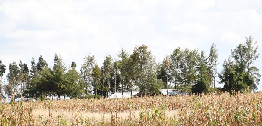 Scilla Garden – Nyahururu