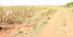 Scilla Garden – Nyahururu