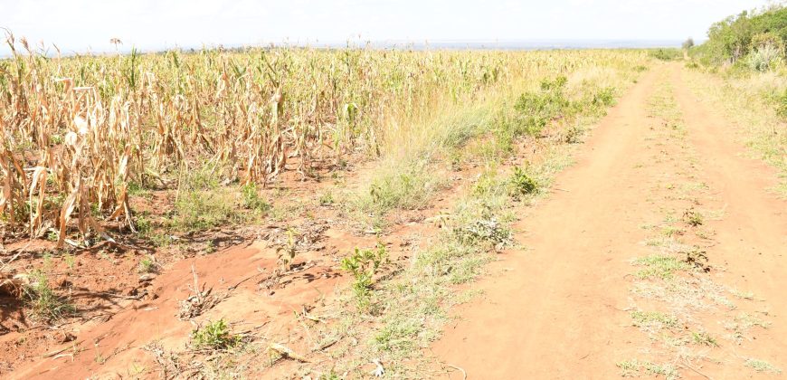 Scilla Garden – Nyahururu