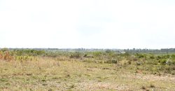 Scilla Garden – Nyahururu