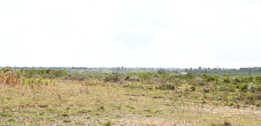 Scilla Garden – Nyahururu