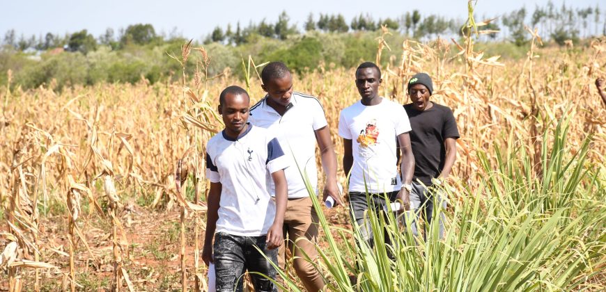 Scilla Garden – Nyahururu